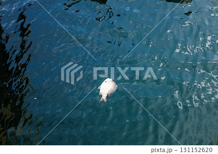 プカプカと漁港に浮かぶ死んだクロダイ プカプカと漁港に浮かぶ死んだクロダイ 131152620