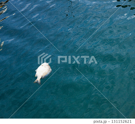 プカプカと漁港に浮かぶ死んだクロダイ プカプカと漁港に浮かぶ死んだクロダイ 131152621