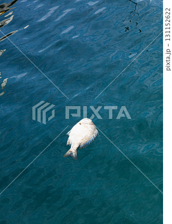 プカプカと漁港に浮かぶ死んだクロダイ プカプカと漁港に浮かぶ死んだクロダイ 131152622