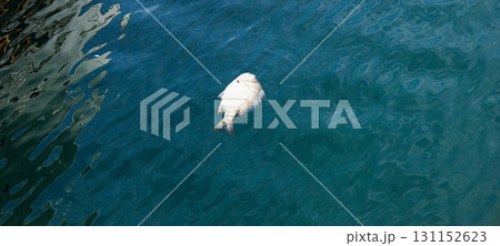 プカプカと漁港に浮かぶ死んだクロダイ プカプカと漁港に浮かぶ死んだクロダイ 131152623