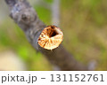 折れた木の枝 131152761