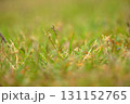 雑草を中心に撮影 131152765