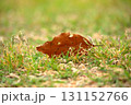 芝生と落ち葉 131152766