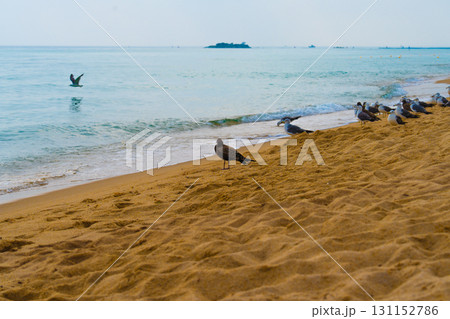 Seagulls sit on the coast of the eastern sea. Korea 131152786