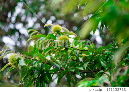 Edible chestnuts on young chestnut tree on plantation, with shell 131152788