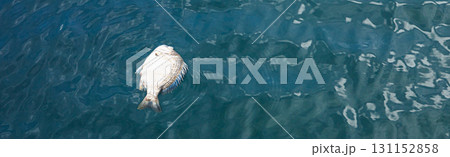 漁港に死んだ黒鯛がプカプカと浮かぶ風景 漁港に死んだ黒鯛がプカプカと浮かぶ風景 131152858