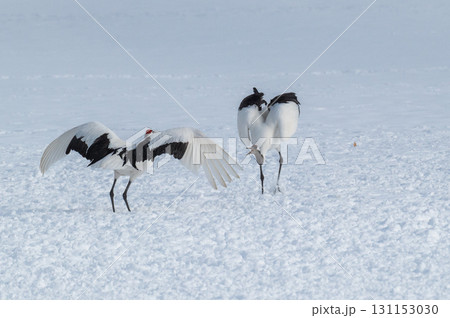 タンチョウ鶴の求愛ダンス－道東の冬景色 131153030