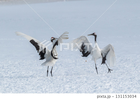 タンチョウ鶴の求愛ダンス－道東の冬景色 131153034
