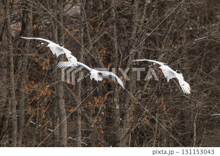 タンチョウ鶴の求愛ダンス-道東の冬景色 タンチョウ鶴の求愛ダンス-道東の冬景色 131153043