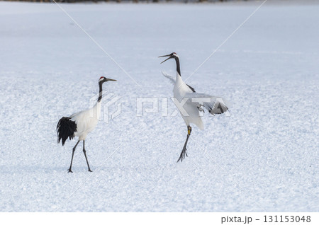 タンチョウ鶴の求愛ダンス－道東の冬景色 131153048