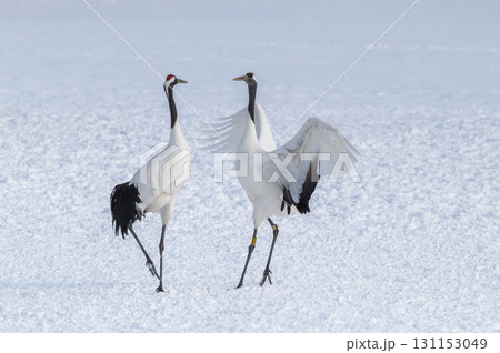 タンチョウ鶴の求愛ダンス－道東の冬景色 131153049