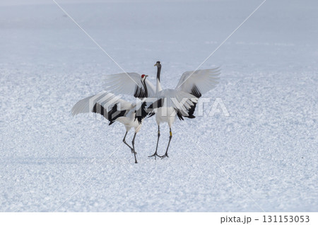 タンチョウ鶴の求愛ダンス－道東の冬景色 131153053