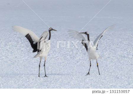 タンチョウ鶴の求愛ダンス-道東の冬景色 タンチョウ鶴の求愛ダンス-道東の冬景色 131153057