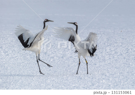 タンチョウ鶴の求愛ダンス－道東の冬景色 131153061
