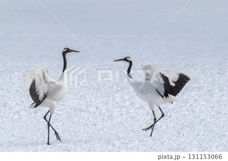 タンチョウ鶴の求愛ダンス-道東の冬景色 タンチョウ鶴の求愛ダンス-道東の冬景色 131153066