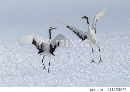 タンチョウ鶴の求愛ダンス－道東の冬景色 131153071