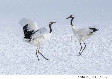 タンチョウ鶴の求愛ダンス－道東の冬景色 131153075
