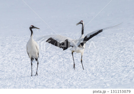 タンチョウ鶴の求愛ダンス－道東の冬景色 131153079