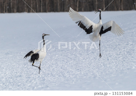タンチョウ鶴の求愛ダンス-道東の冬景色 タンチョウ鶴の求愛ダンス-道東の冬景色 131153084