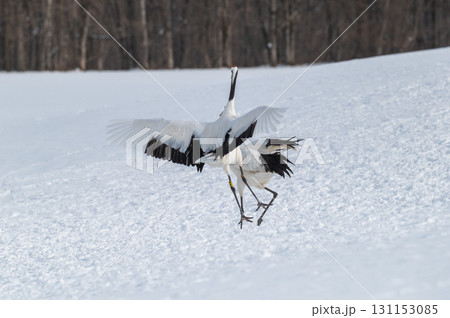 タンチョウ鶴の求愛ダンス－道東の冬景色 131153085