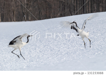 タンチョウ鶴の求愛ダンス－道東の冬景色 131153088