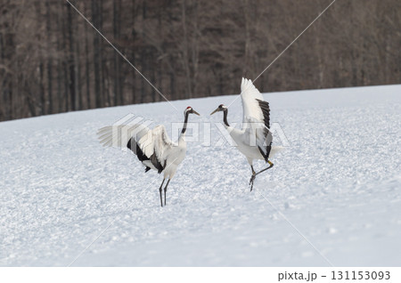 タンチョウ鶴の求愛ダンス－道東の冬景色 131153093