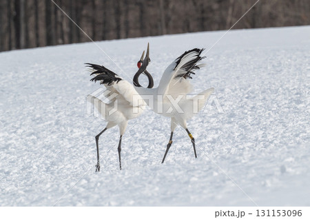 タンチョウ鶴の求愛ダンス－道東の冬景色 131153096