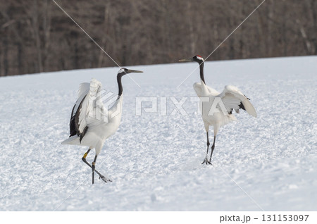 タンチョウ鶴の求愛ダンス-道東の冬景色 タンチョウ鶴の求愛ダンス-道東の冬景色 131153097