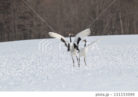 タンチョウ鶴の求愛ダンス－道東の冬景色 131153099