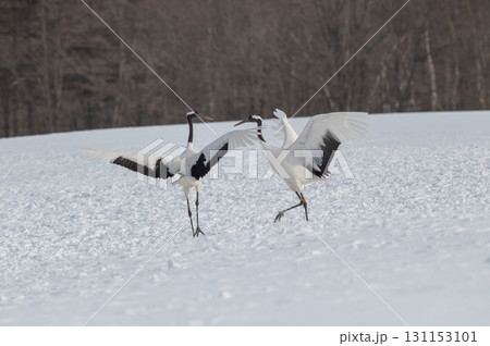 タンチョウ鶴の求愛ダンス－道東の冬景色 131153101