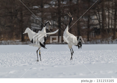 タンチョウ鶴の求愛ダンス－道東の冬景色 131153105