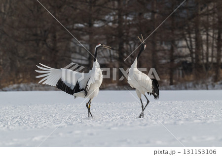タンチョウ鶴の求愛ダンス-道東の冬景色 タンチョウ鶴の求愛ダンス-道東の冬景色 131153106