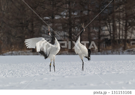 タンチョウ鶴の求愛ダンス-道東の冬景色 タンチョウ鶴の求愛ダンス-道東の冬景色 131153108