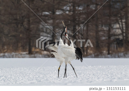 タンチョウ鶴の求愛ダンス-道東の冬景色 タンチョウ鶴の求愛ダンス-道東の冬景色 131153111