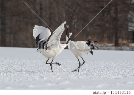 タンチョウ鶴の求愛ダンス－道東の冬景色 131153116