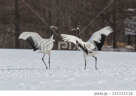 タンチョウ鶴の求愛ダンス－道東の冬景色 131153118