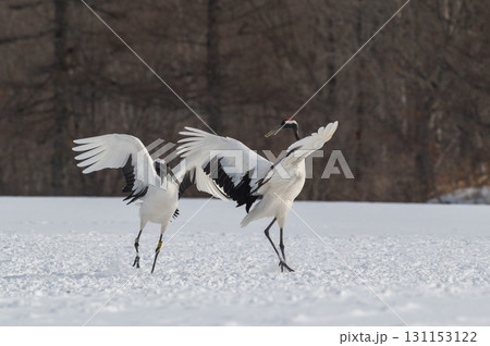 タンチョウ鶴の求愛ダンス－道東の冬景色 131153122