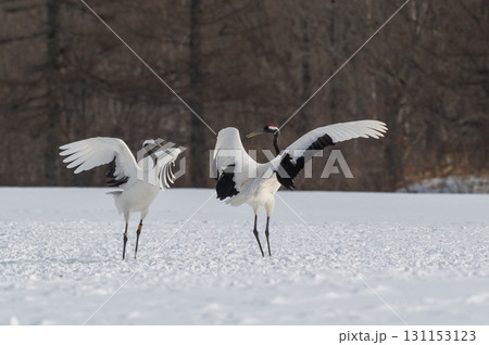 タンチョウ鶴の求愛ダンス－道東の冬景色 131153123