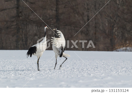 タンチョウ鶴の求愛ダンス-道東の冬景色 タンチョウ鶴の求愛ダンス-道東の冬景色 131153124