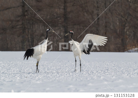 タンチョウ鶴の求愛ダンス－道東の冬景色 131153128