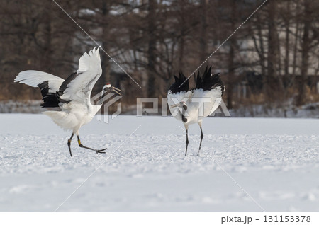 タンチョウ鶴の求愛ダンス－道東の冬景色 131153378