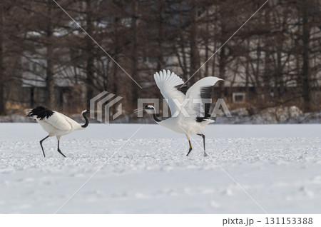 タンチョウ鶴の求愛ダンス－道東の冬景色 131153388