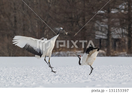 タンチョウ鶴の求愛ダンス-道東の冬景色 タンチョウ鶴の求愛ダンス-道東の冬景色 131153397