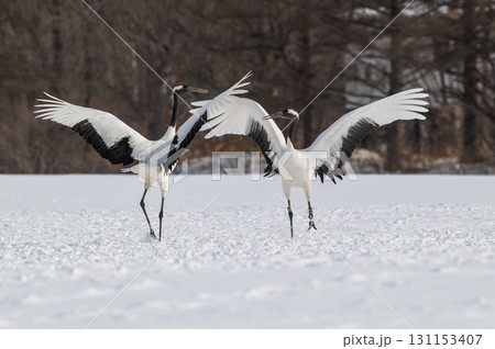 タンチョウ鶴の求愛ダンス－道東の冬景色 131153407