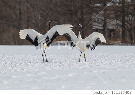 タンチョウ鶴の求愛ダンス－道東の冬景色 131153408