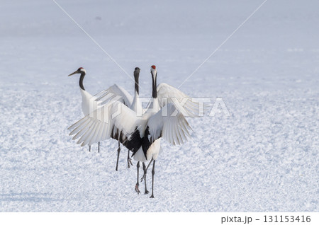タンチョウ鶴の求愛ダンス-道東の冬景色 タンチョウ鶴の求愛ダンス-道東の冬景色 131153416