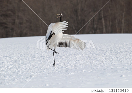 タンチョウ鶴の求愛ダンス－道東の冬景色 131153419