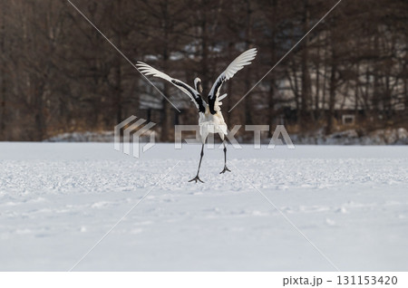 タンチョウ鶴の求愛ダンス－道東の冬景色 131153420