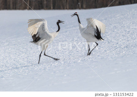 タンチョウ鶴の求愛ダンス－道東の冬景色 131153422