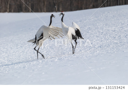 タンチョウ鶴の求愛ダンス－道東の冬景色 131153424